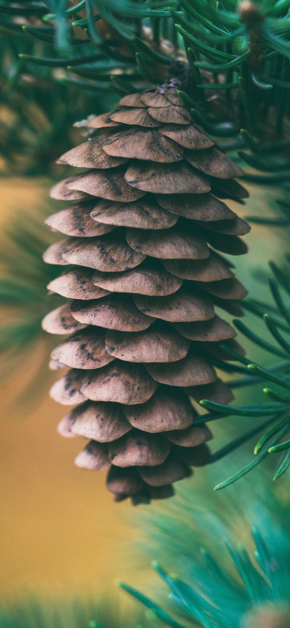Green Pine Cone in Close up Photography. Wallpaper in 1125x2436 Resolution