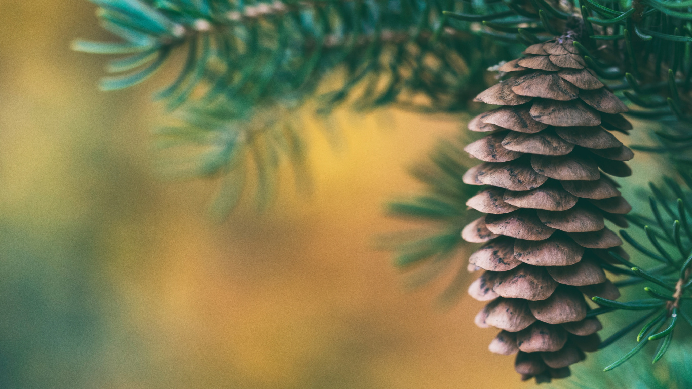 Green Pine Cone in Close up Photography. Wallpaper in 1366x768 Resolution