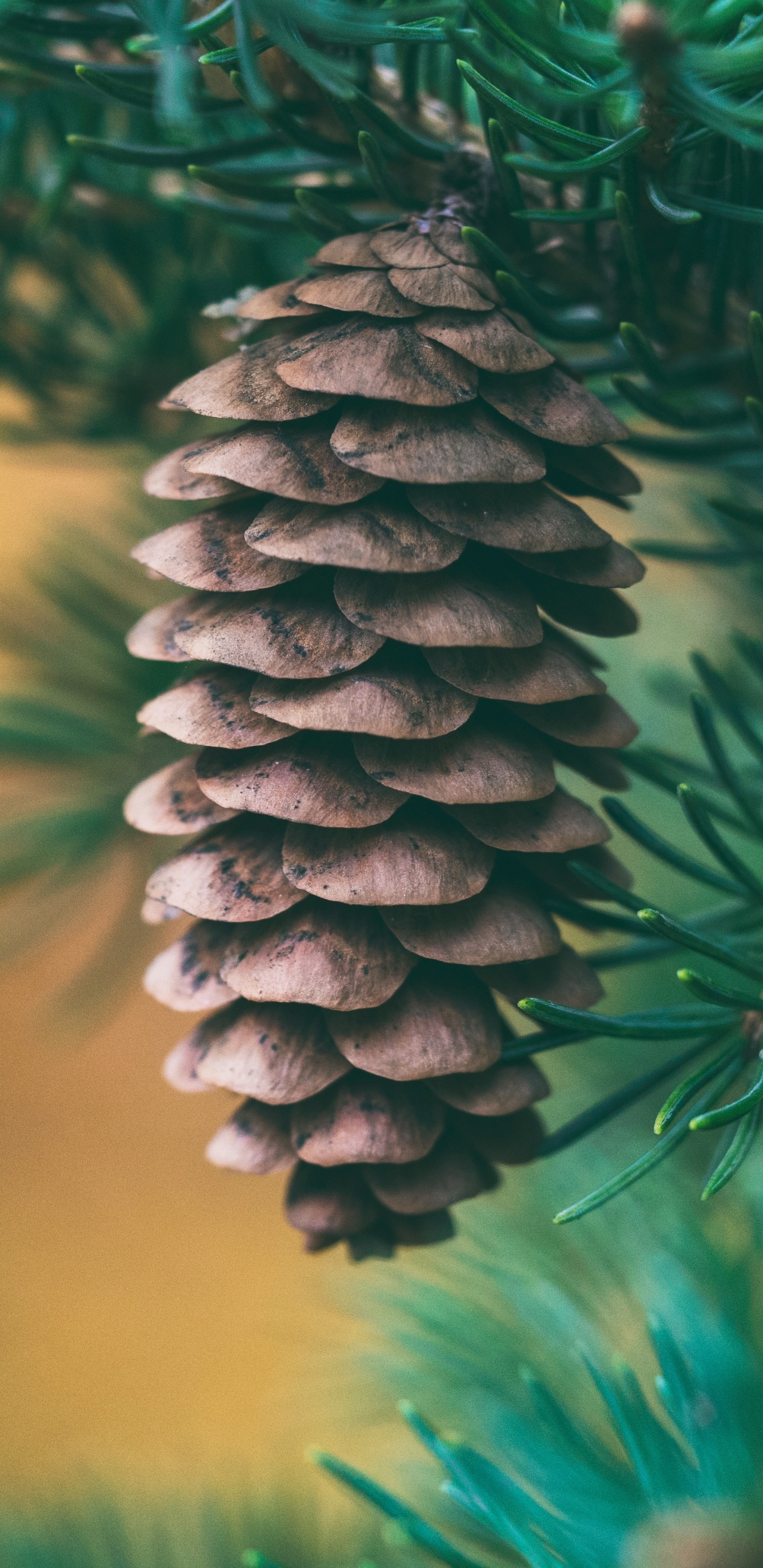 Green Pine Cone in Close up Photography. Wallpaper in 1440x2960 Resolution