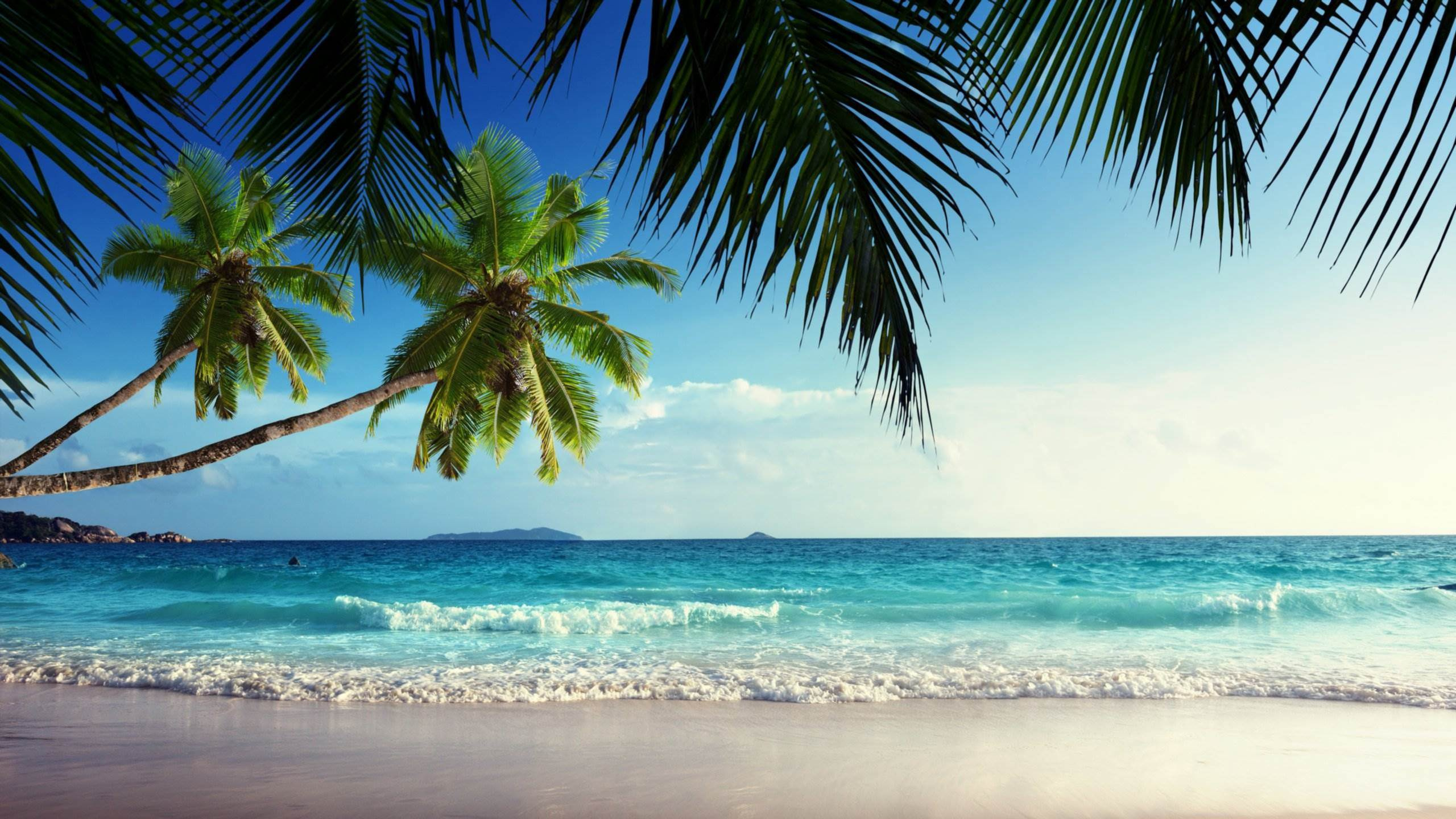 Green Palm Tree on Beach Shore During Daytime. Wallpaper in 2560x1440 Resolution