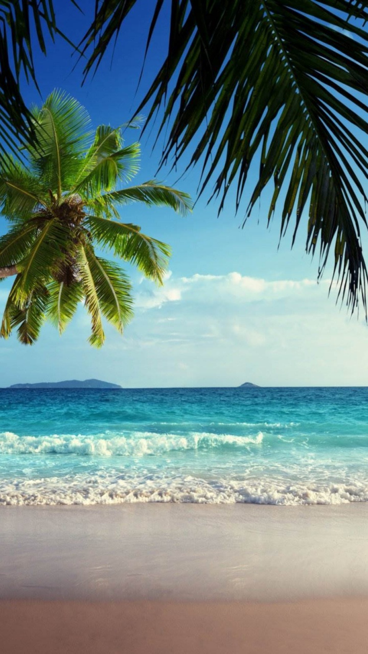 Grüne Palme am Strandufer Tagsüber. Wallpaper in 720x1280 Resolution