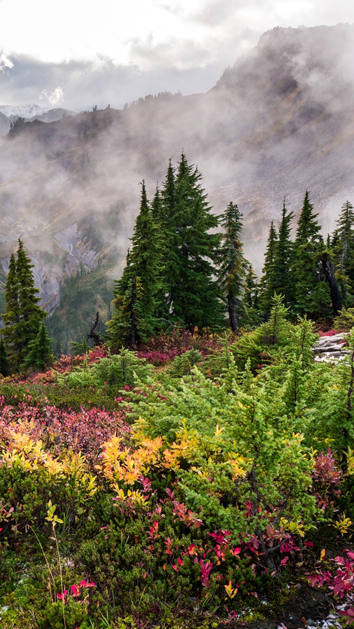 Arbres Verts et Fleurs Jaunes Sur la Montagne. Wallpaper in 720x1280 Resolution