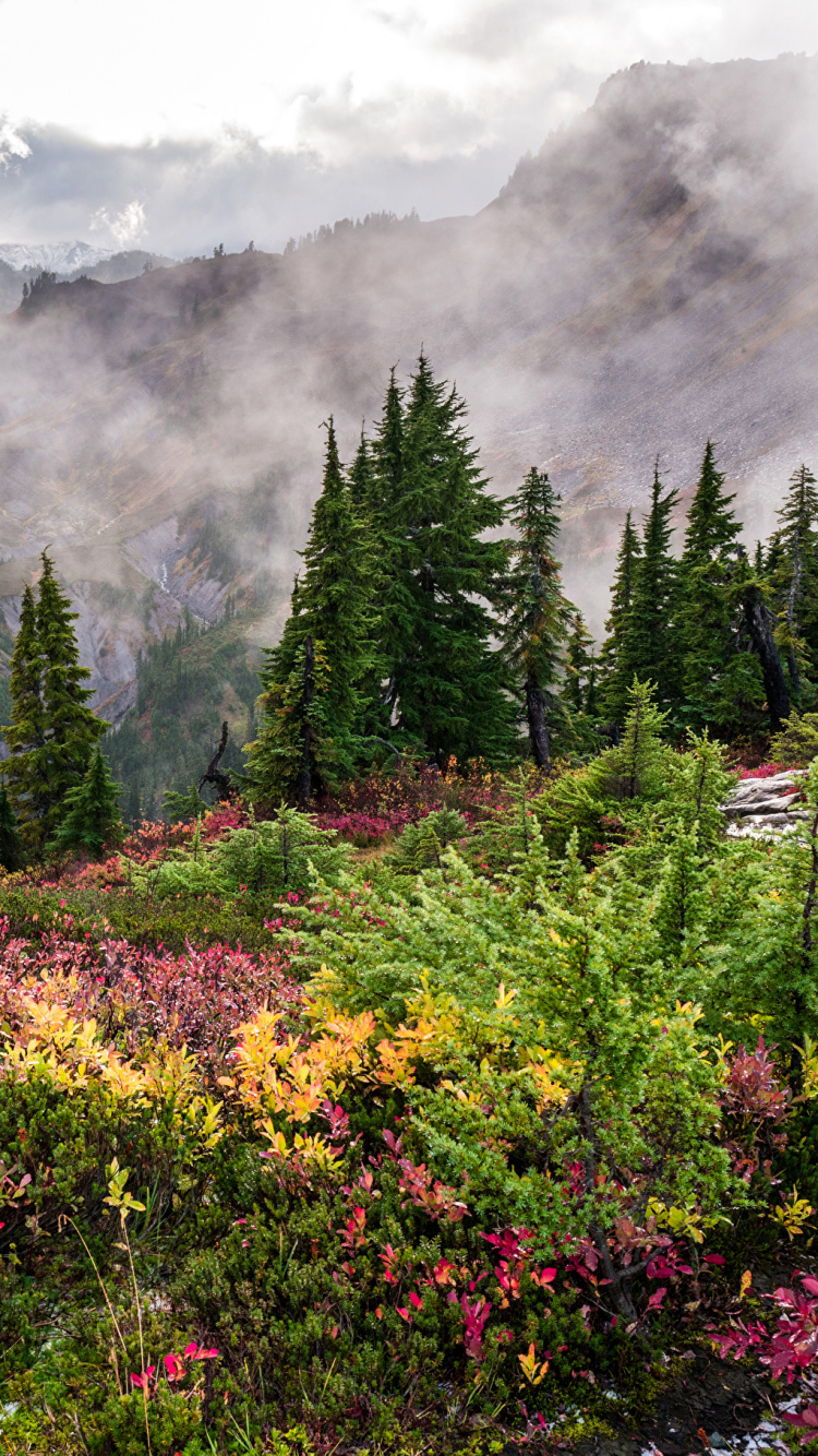 Arbres Verts et Fleurs Jaunes Sur la Montagne. Wallpaper in 750x1334 Resolution
