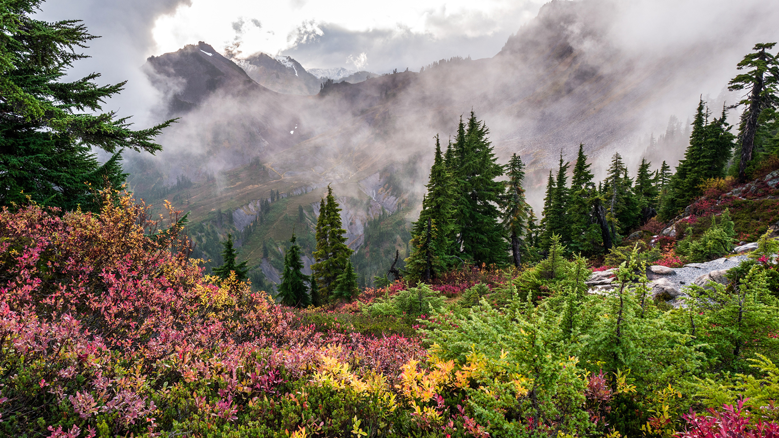 Green Trees and Yellow Flowers on Mountain. Wallpaper in 2560x1440 Resolution