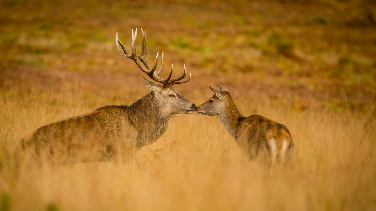 Brown Deer on Brown Grass Field During Daytime. Wallpaper in 1280x720 Resolution
