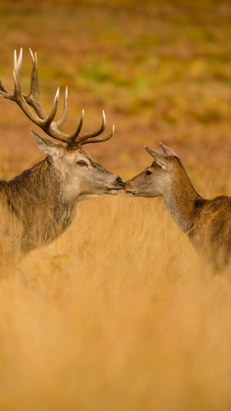 Brown Deer on Brown Grass Field During Daytime. Wallpaper in 750x1334 Resolution