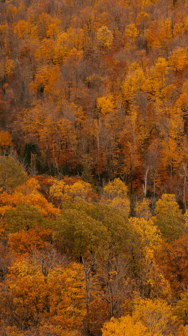 Best Good Morning, Thursday, Brown, Plant Community, Plant. Wallpaper in 750x1334 Resolution