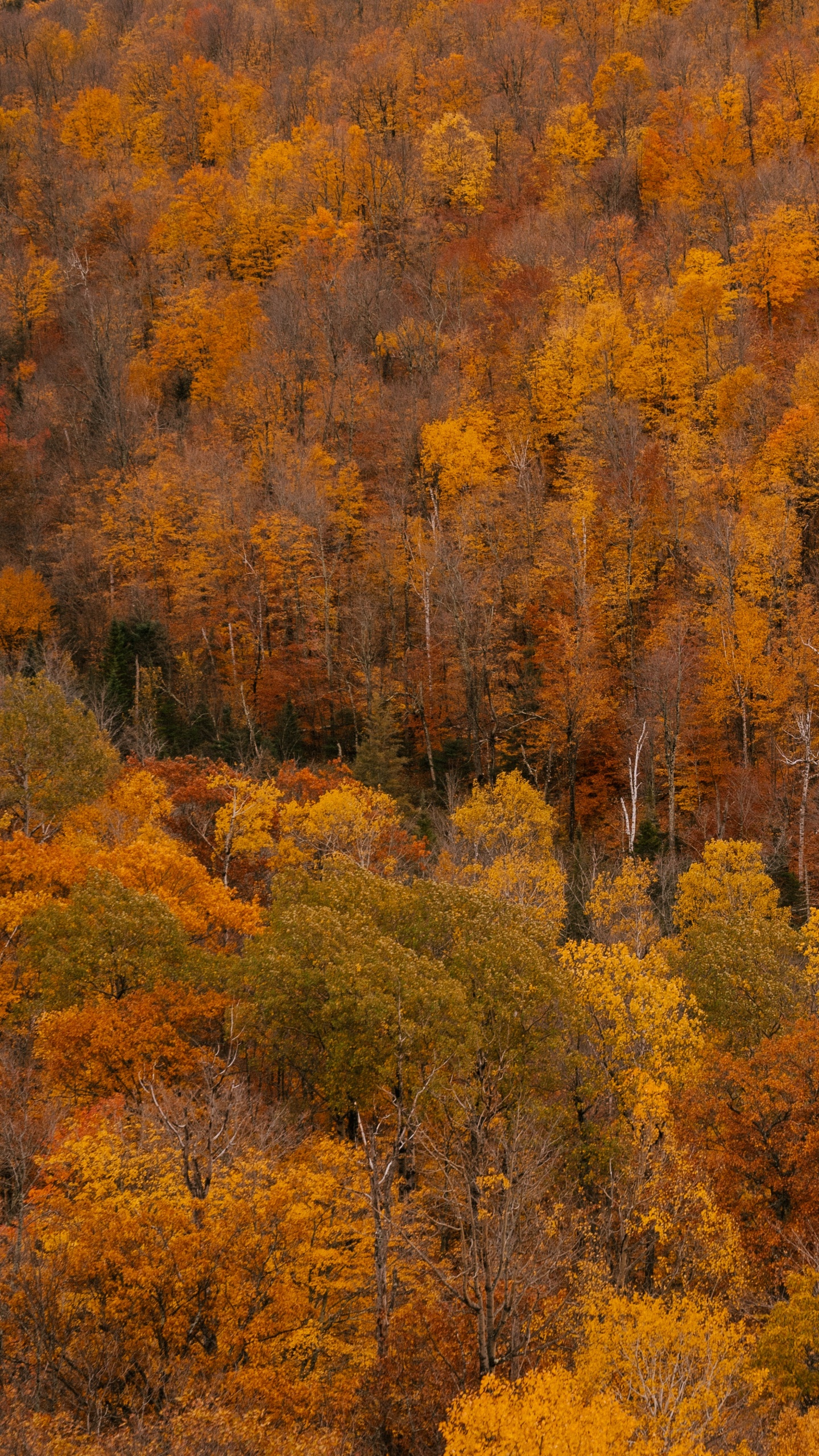 Besten Guten Morgen, Brown, Pflanzen-Gemeinschaft, Ökoregion, Naturlandschaft. Wallpaper in 1440x2560 Resolution