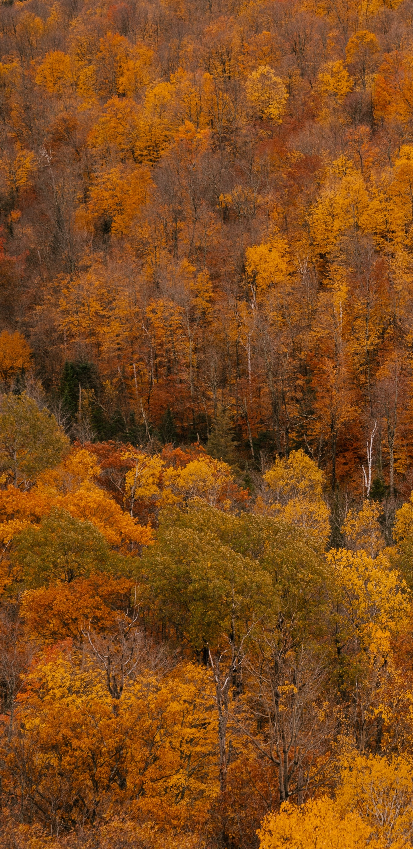 Besten Guten Morgen, Brown, Pflanzen-Gemeinschaft, Ökoregion, Naturlandschaft. Wallpaper in 1440x2960 Resolution