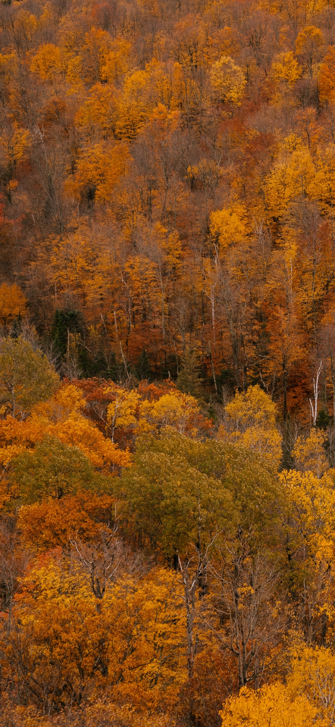 Brown, Plante de la Communauté, L'écorégion, Paysage Naturel, Environnement Naturel. Wallpaper in 1125x2436 Resolution