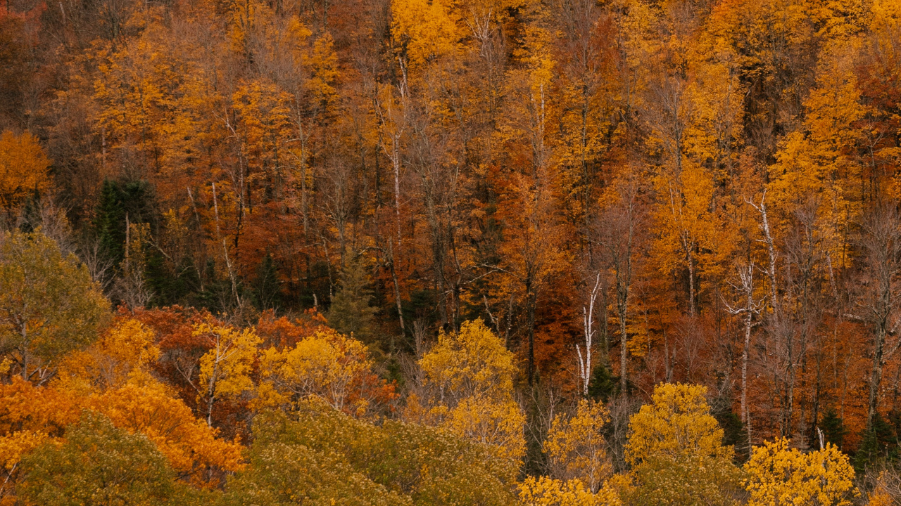 Brown, Plante de la Communauté, L'écorégion, Paysage Naturel, Environnement Naturel. Wallpaper in 1280x720 Resolution