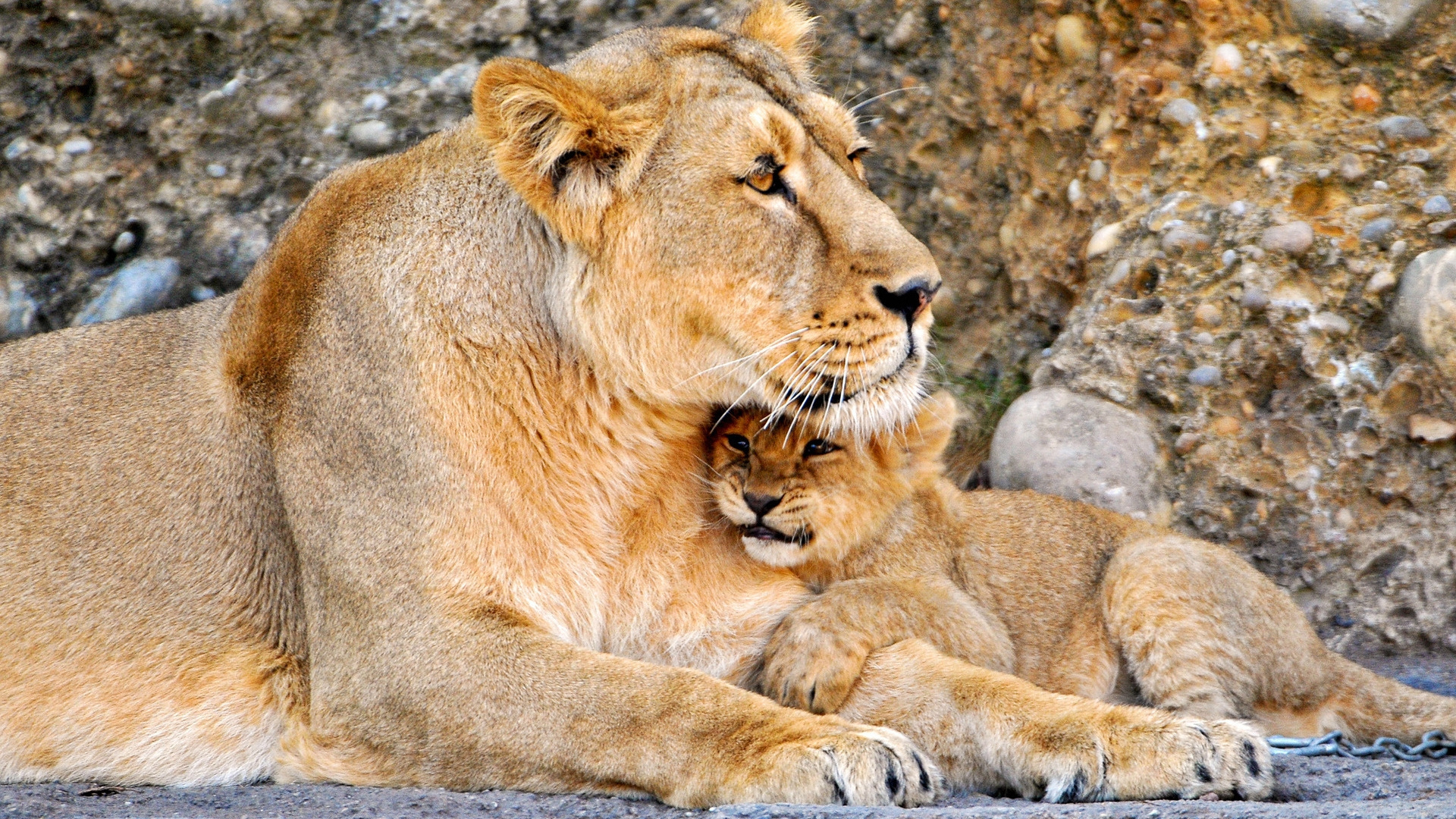 Brown Lioness on Gray Rock During Daytime. Wallpaper in 1920x1080 Resolution