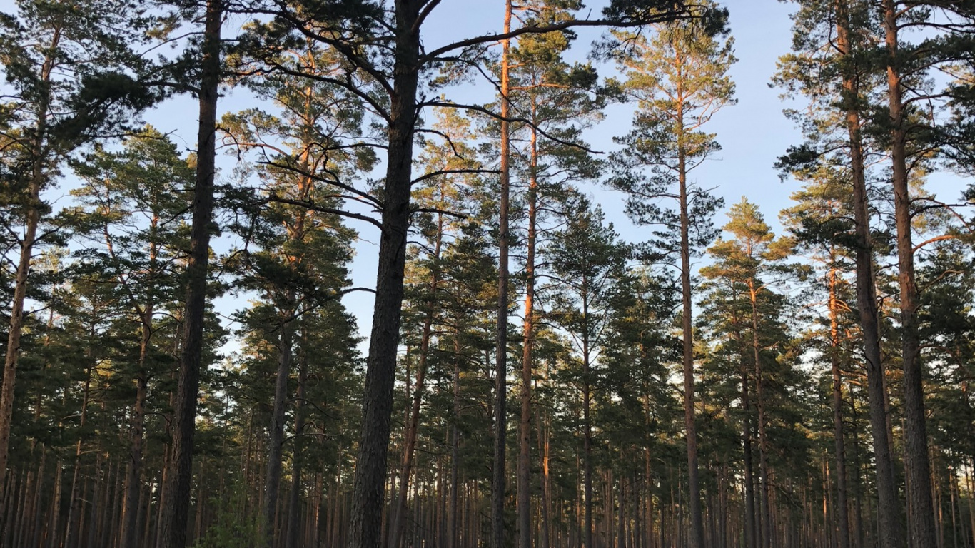 Wilderness, Natural Environment, Tree, Forest, Grove. Wallpaper in 1366x768 Resolution