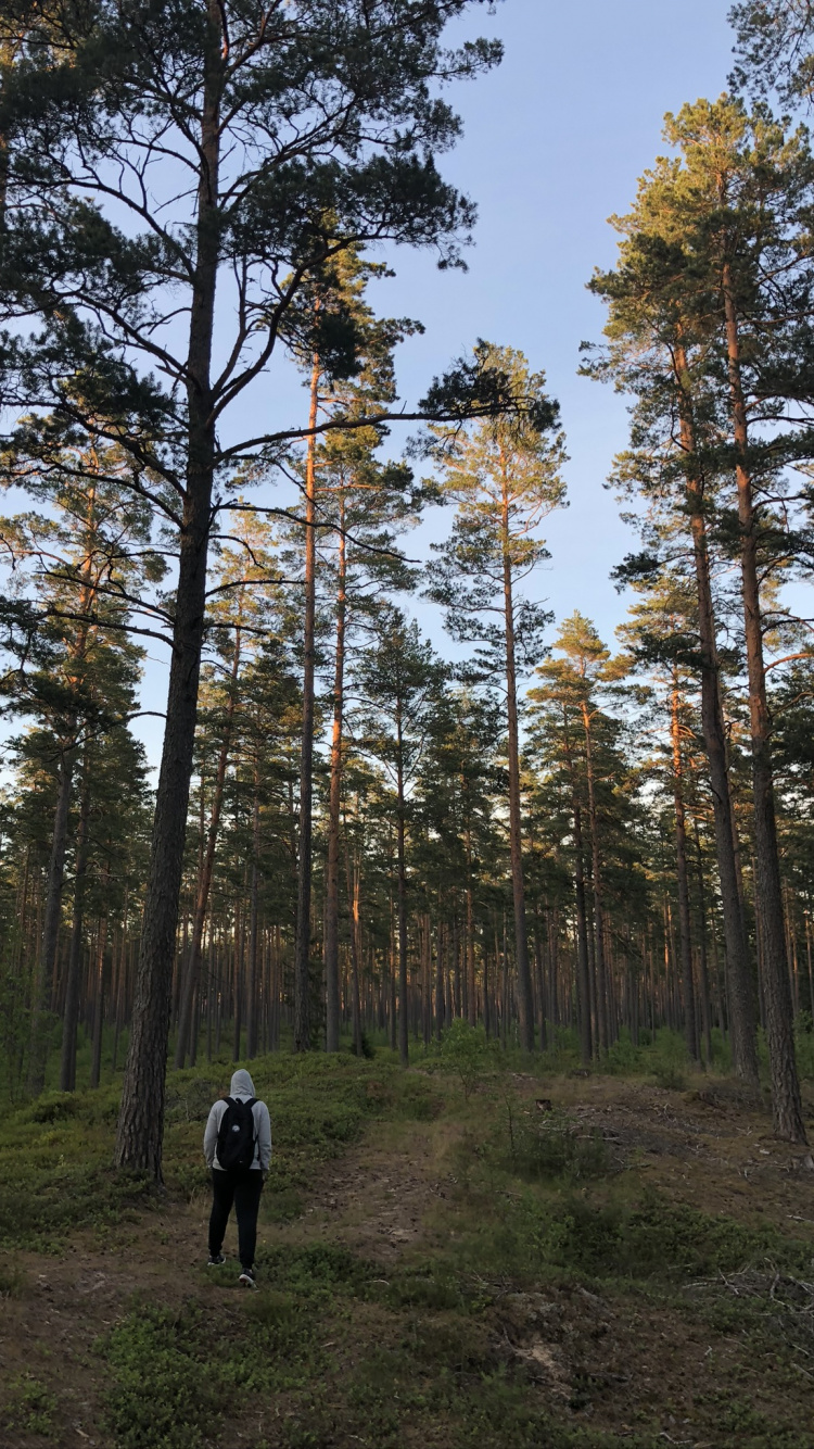 Wilderness, Natural Environment, Tree, Forest, Grove. Wallpaper in 750x1334 Resolution