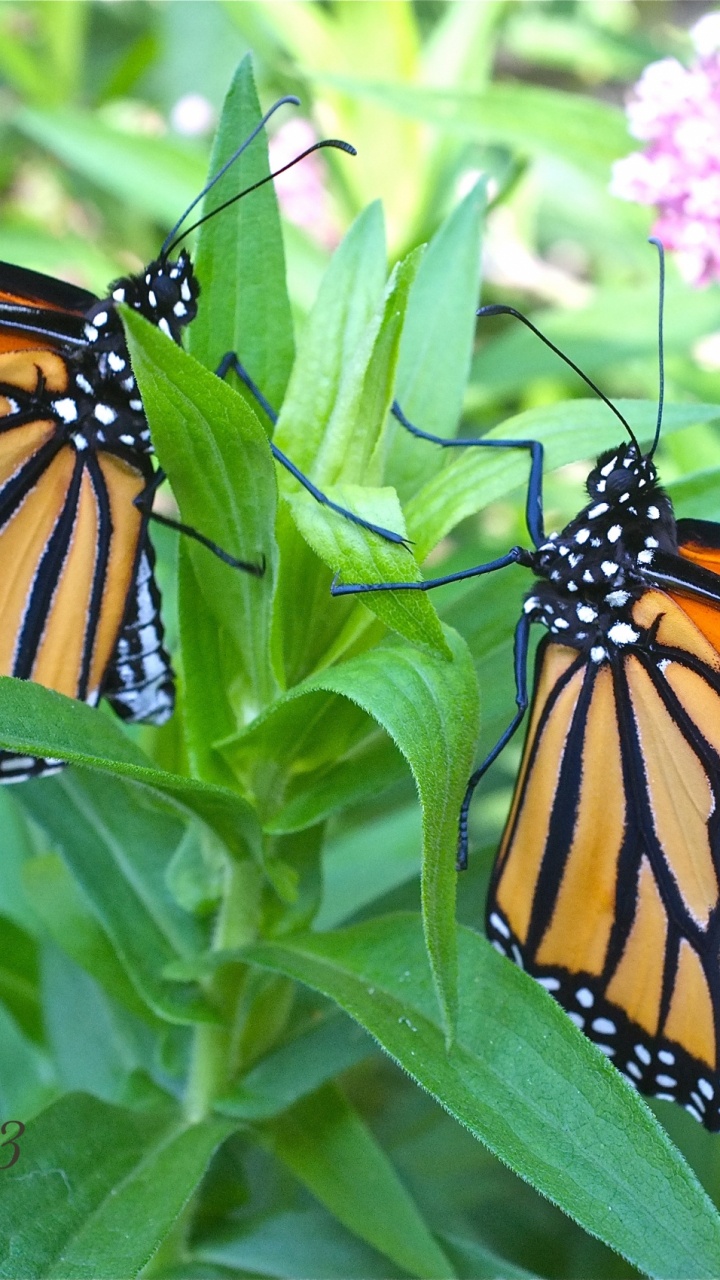 Monarch Butterfly Perched on Green Leaf During Daytime. Wallpaper in 720x1280 Resolution