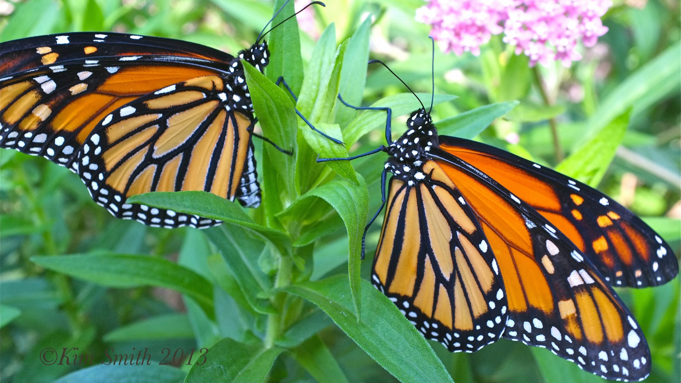 Monarchfalter Thront Tagsüber Auf Grünem Blatt. Wallpaper in 1366x768 Resolution