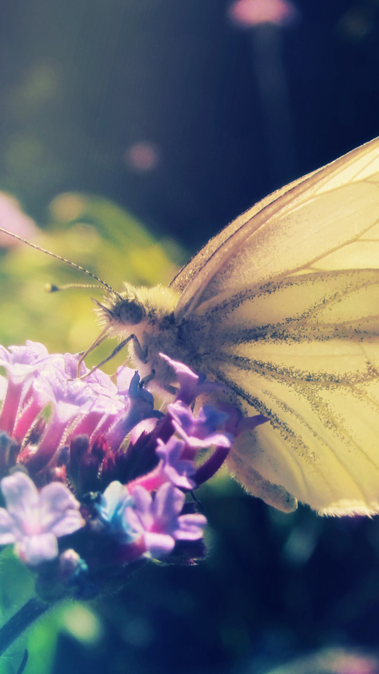Yellow Butterfly Perched on Purple Flower in Close up Photography During Daytime. Wallpaper in 750x1334 Resolution