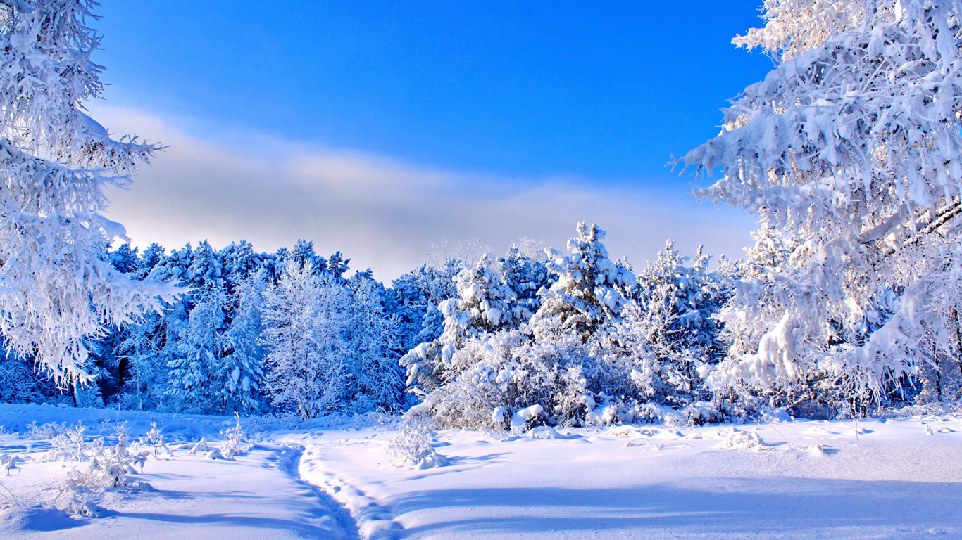 Árboles Cubiertos de Nieve Durante el Día. Wallpaper in 1366x768 Resolution