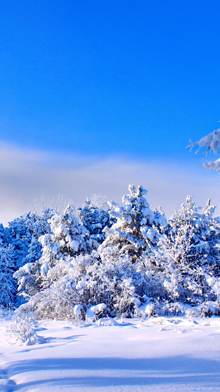 Árboles Cubiertos de Nieve Durante el Día. Wallpaper in 720x1280 Resolution