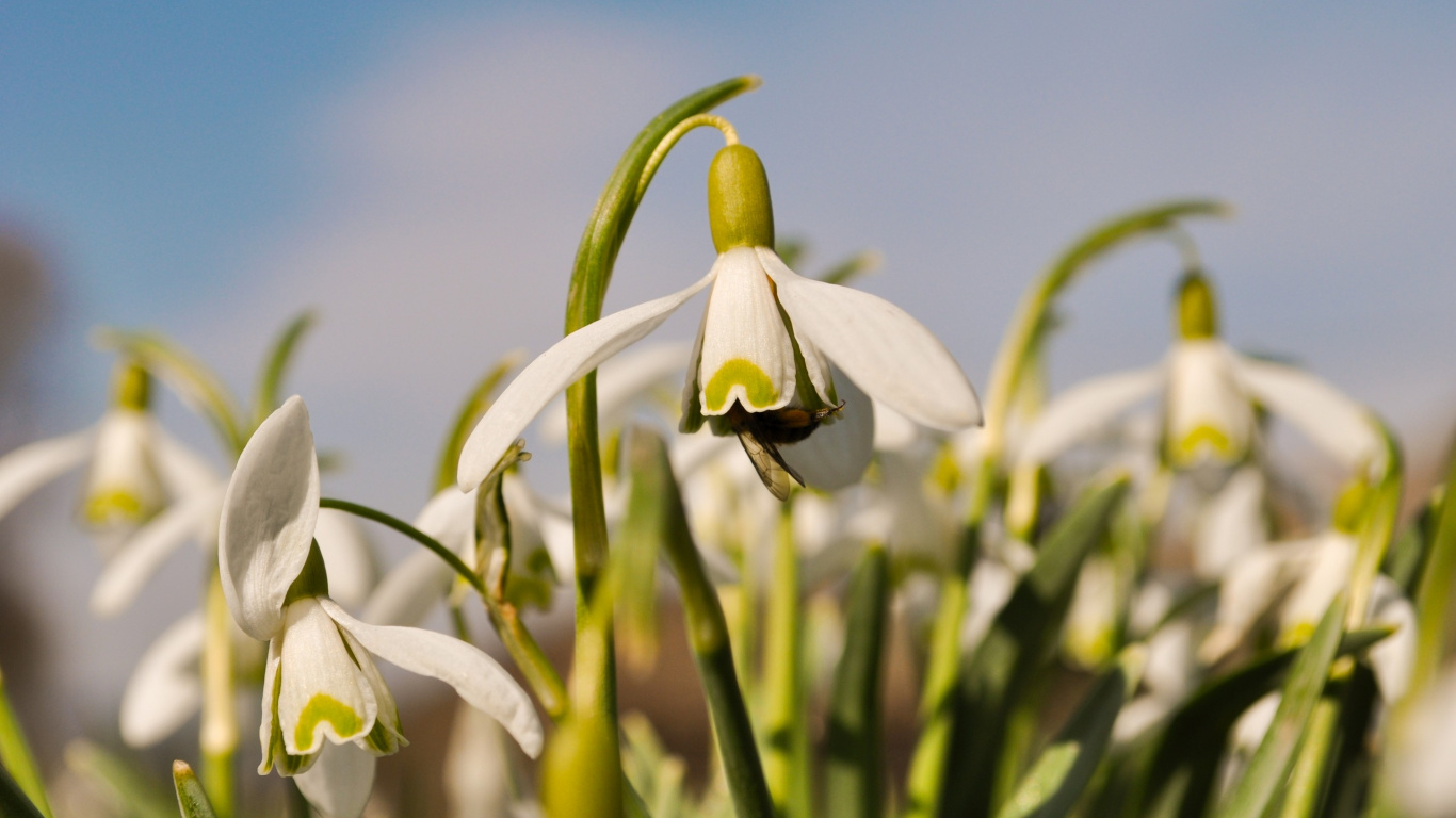 Capullo de Flor Blanca y Verde en la Fotografía de Cerca Durante el Día. Wallpaper in 1366x768 Resolution