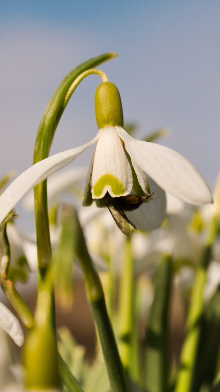 White and Green Flower Bud in Close up Photography During Daytime. Wallpaper in 750x1334 Resolution
