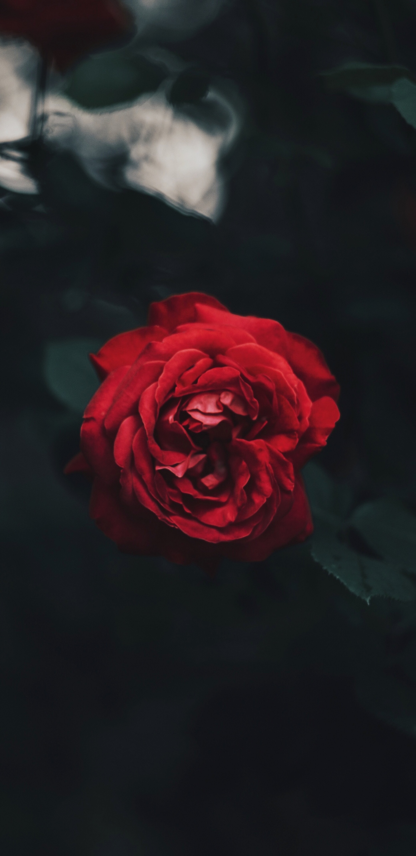 Rote Rose Blüht Tagsüber. Wallpaper in 1440x2960 Resolution