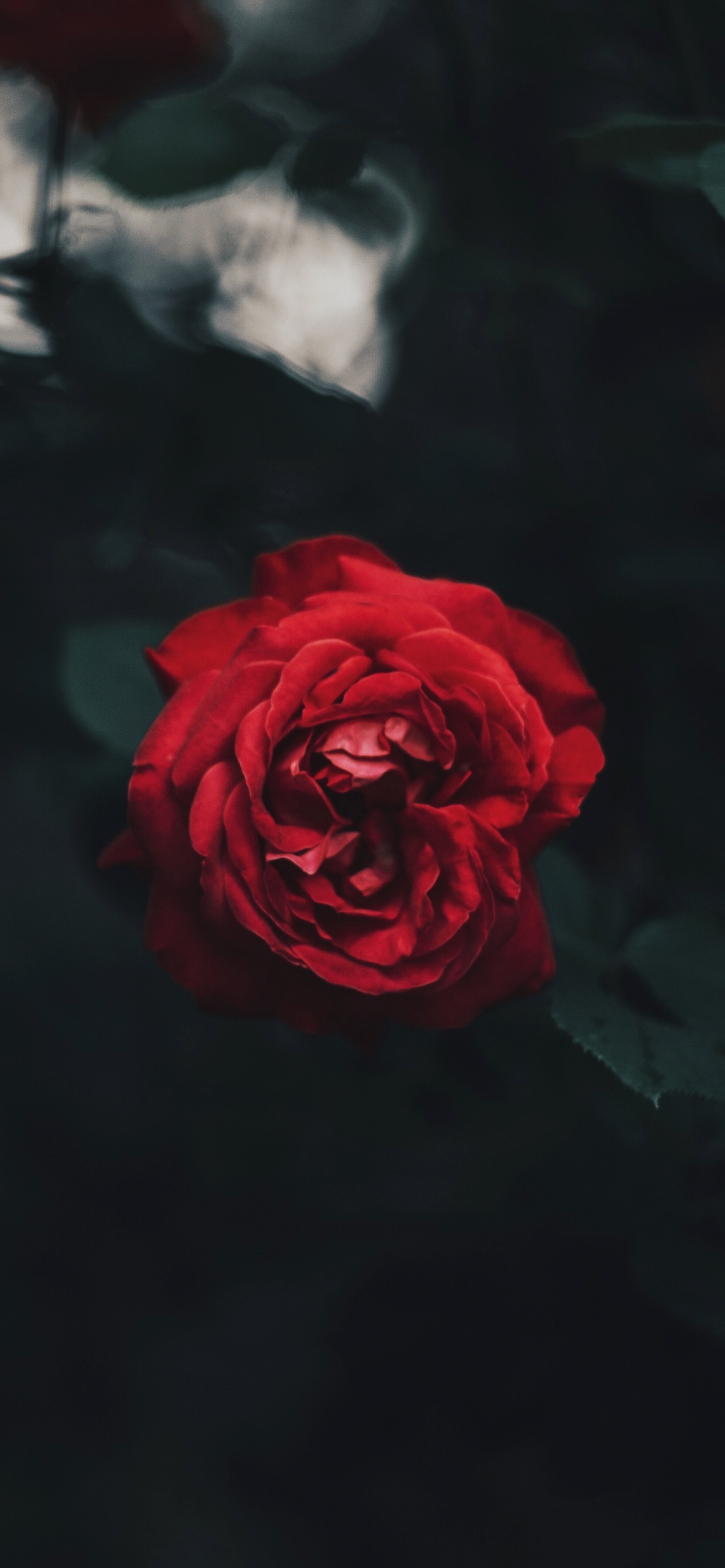 Rosa Roja en Flor Durante el Día. Wallpaper in 1242x2688 Resolution