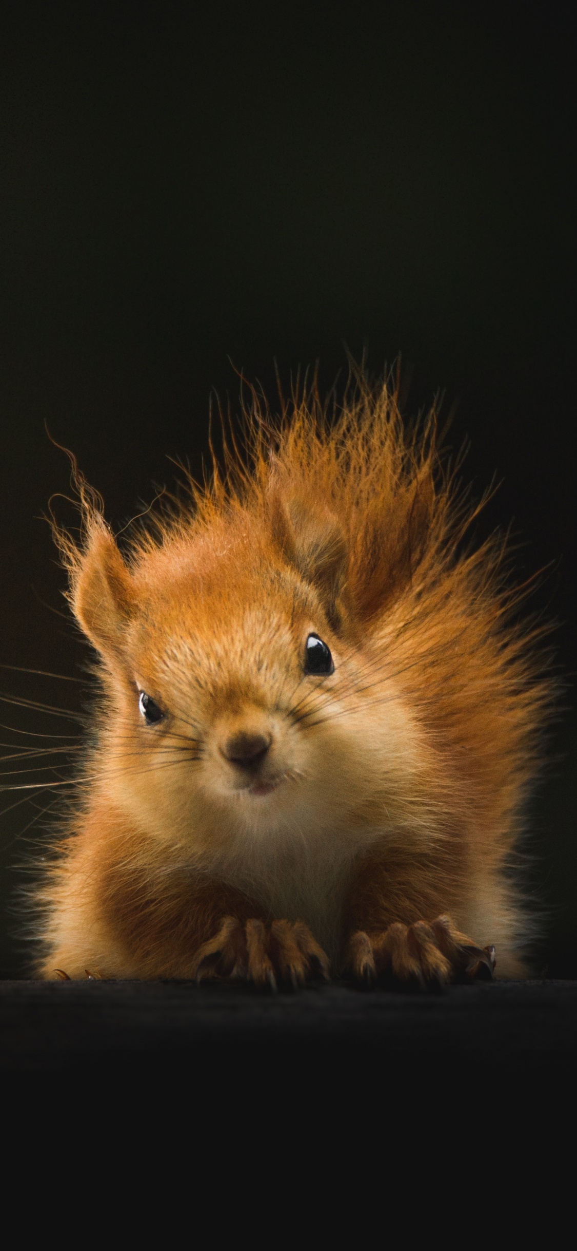 Cachorro Chihuahua de Pelo Largo Marrón y Blanco. Wallpaper in 1125x2436 Resolution