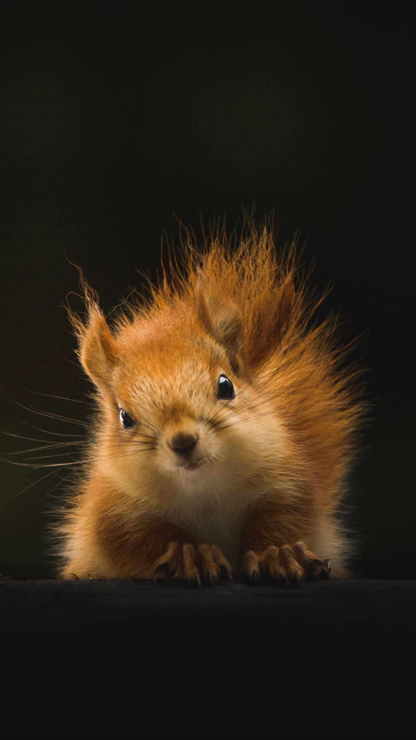 Cachorro Chihuahua de Pelo Largo Marrón y Blanco. Wallpaper in 1440x2560 Resolution