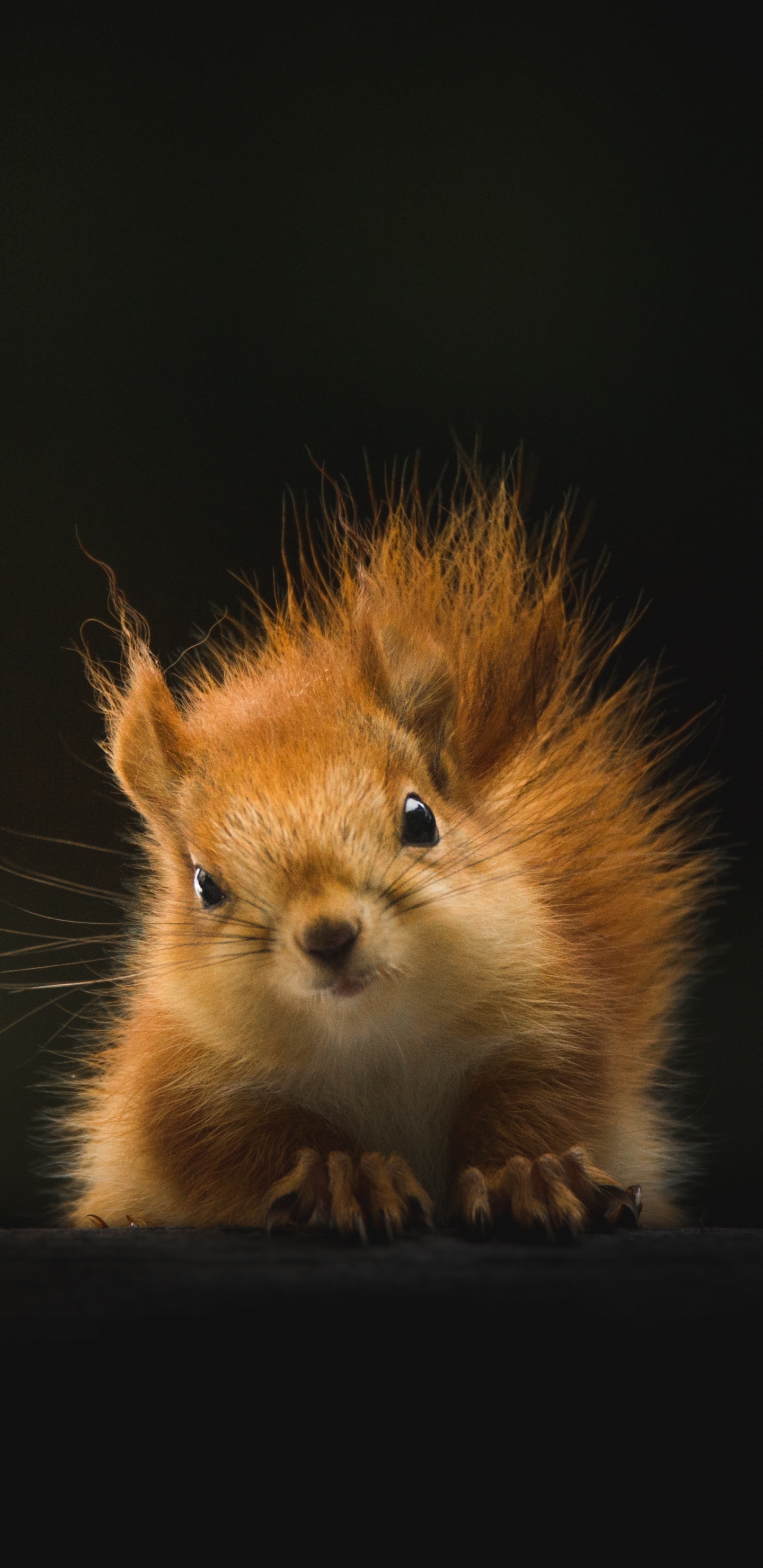 野生动物, 胡须, 松鼠, 皮毛, 小鹿 壁纸 1440x2960 允许