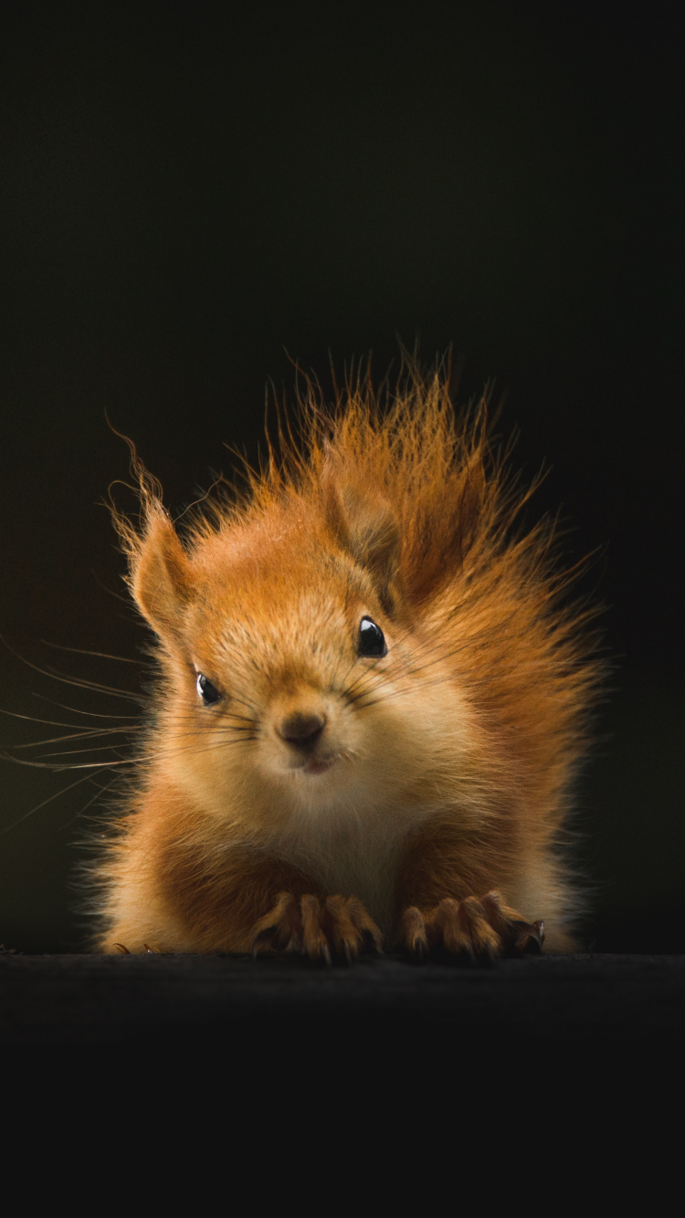 野生动物, 胡须, 松鼠, 皮毛, 小鹿 壁纸 750x1334 允许
