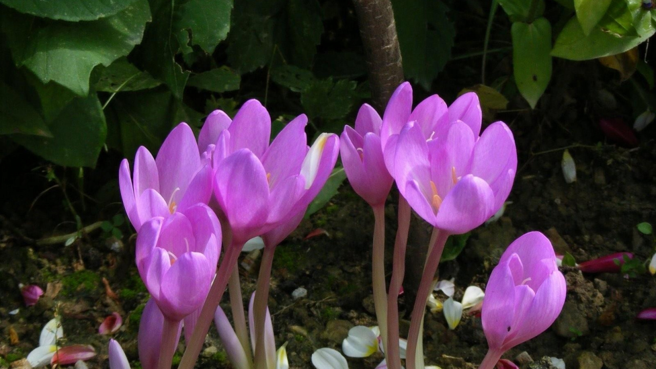 Pink and White Flowers With Green Leaves. Wallpaper in 1280x720 Resolution