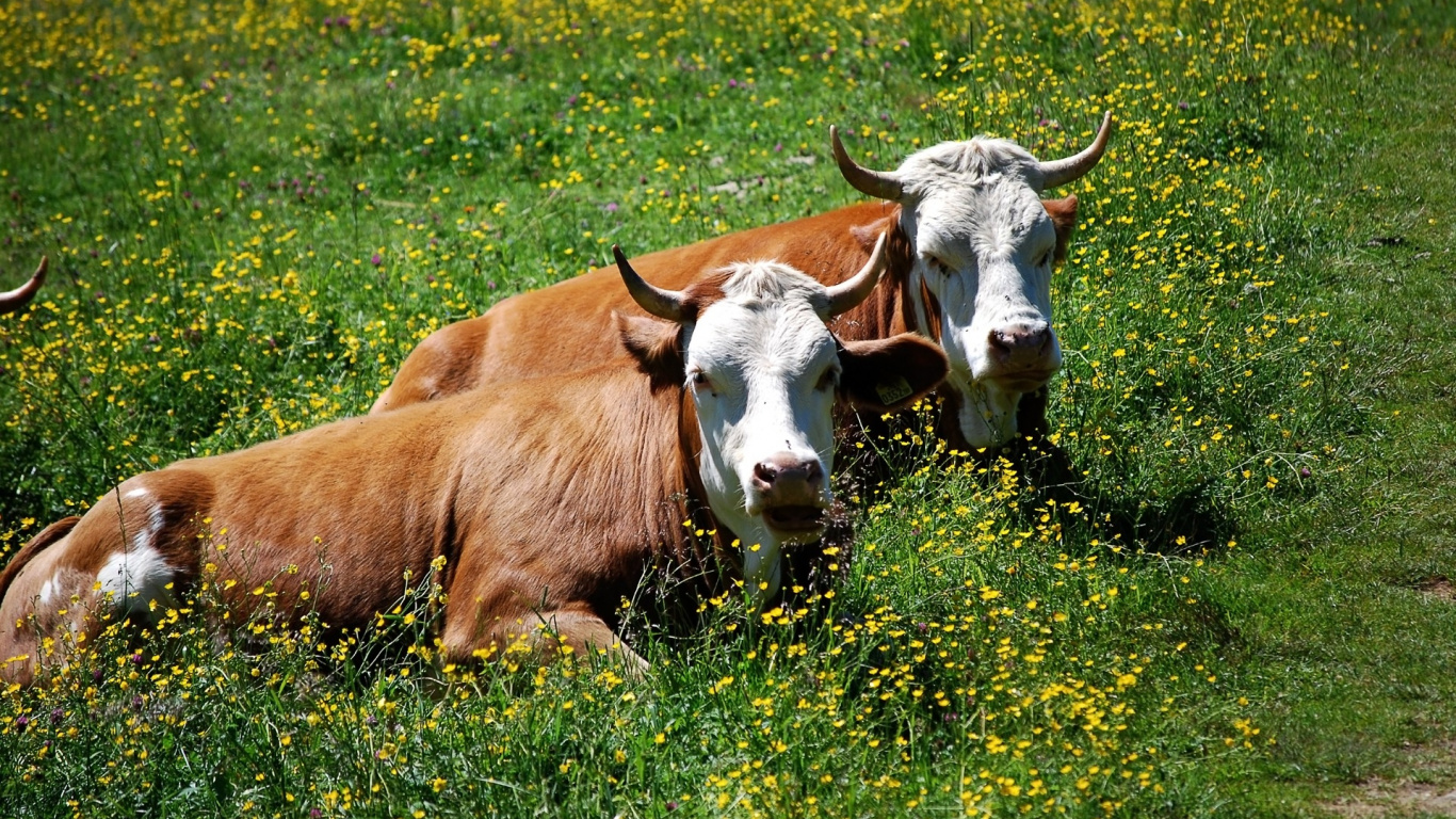 喇叭, 草地上, 动植物, 放牧, 奶牛 壁纸 1366x768 允许