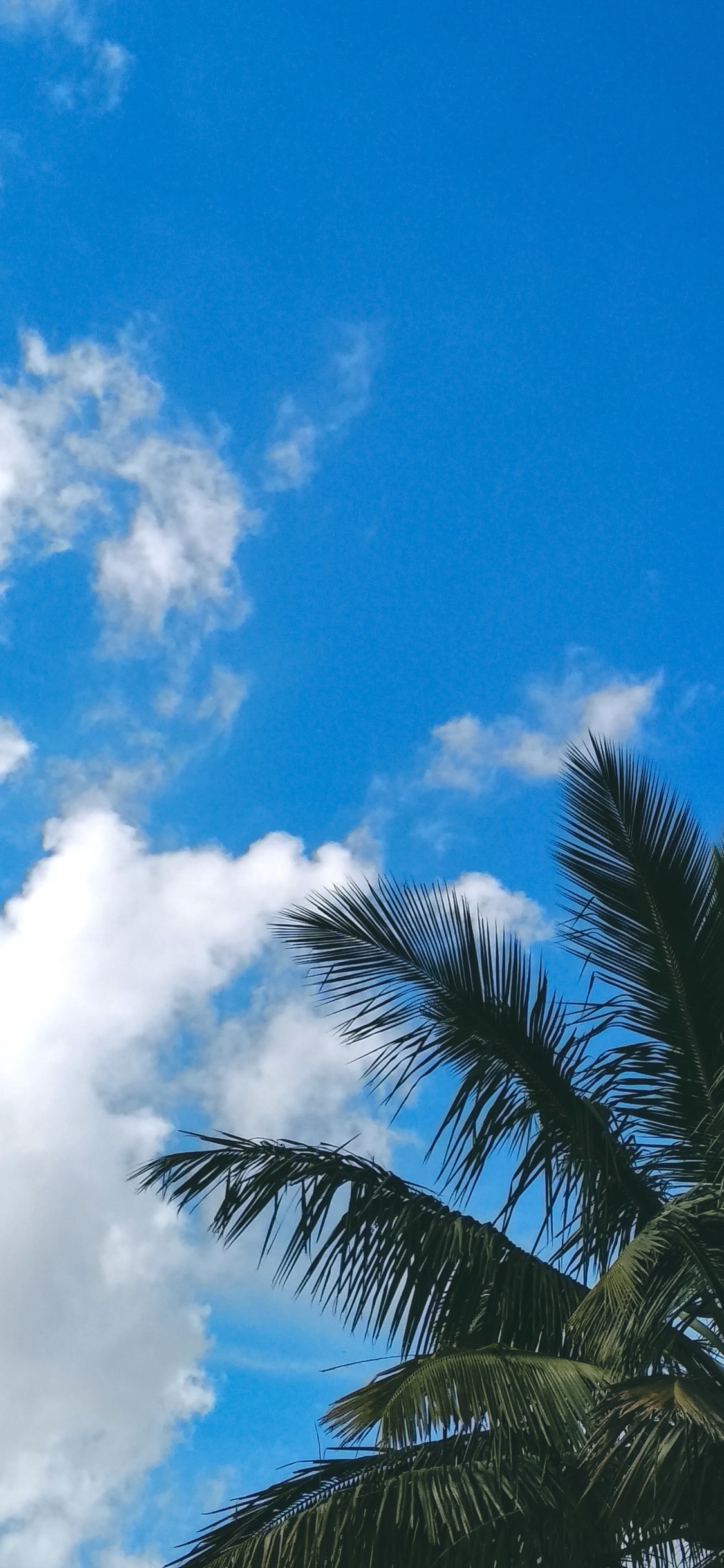 Branch, Palm Trees, Leaf, Blue, Tree. Wallpaper in 1125x2436 Resolution
