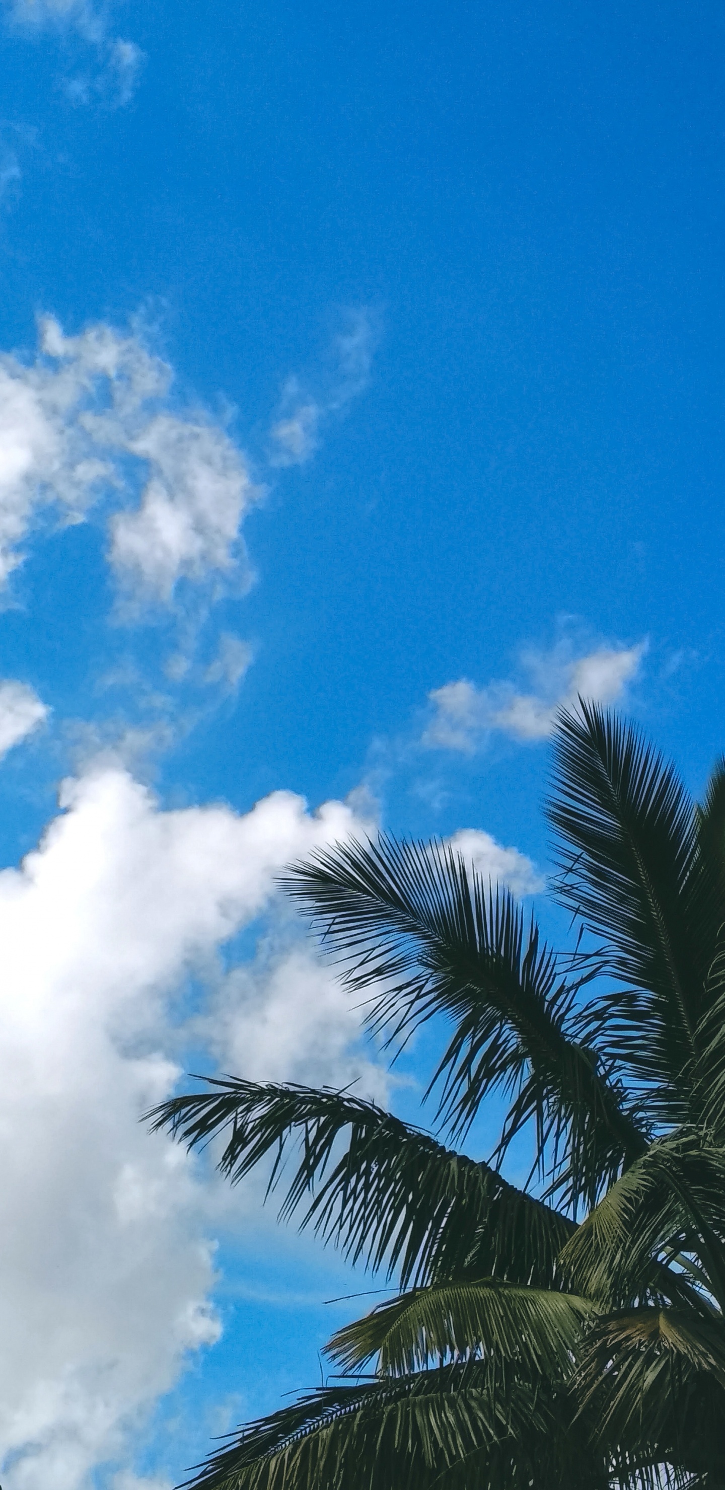 Branch, Palm Trees, Leaf, Blue, Tree. Wallpaper in 1440x2960 Resolution