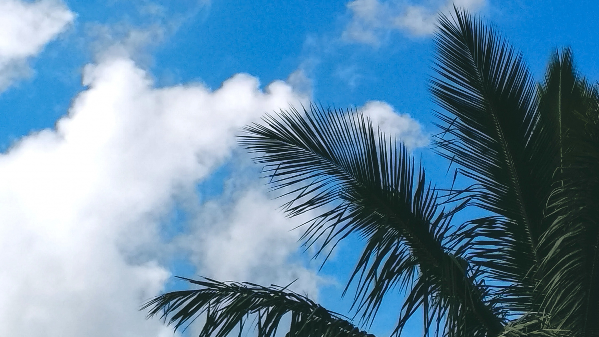 Branch, Palm Trees, Leaf, Blue, Tree. Wallpaper in 1920x1080 Resolution