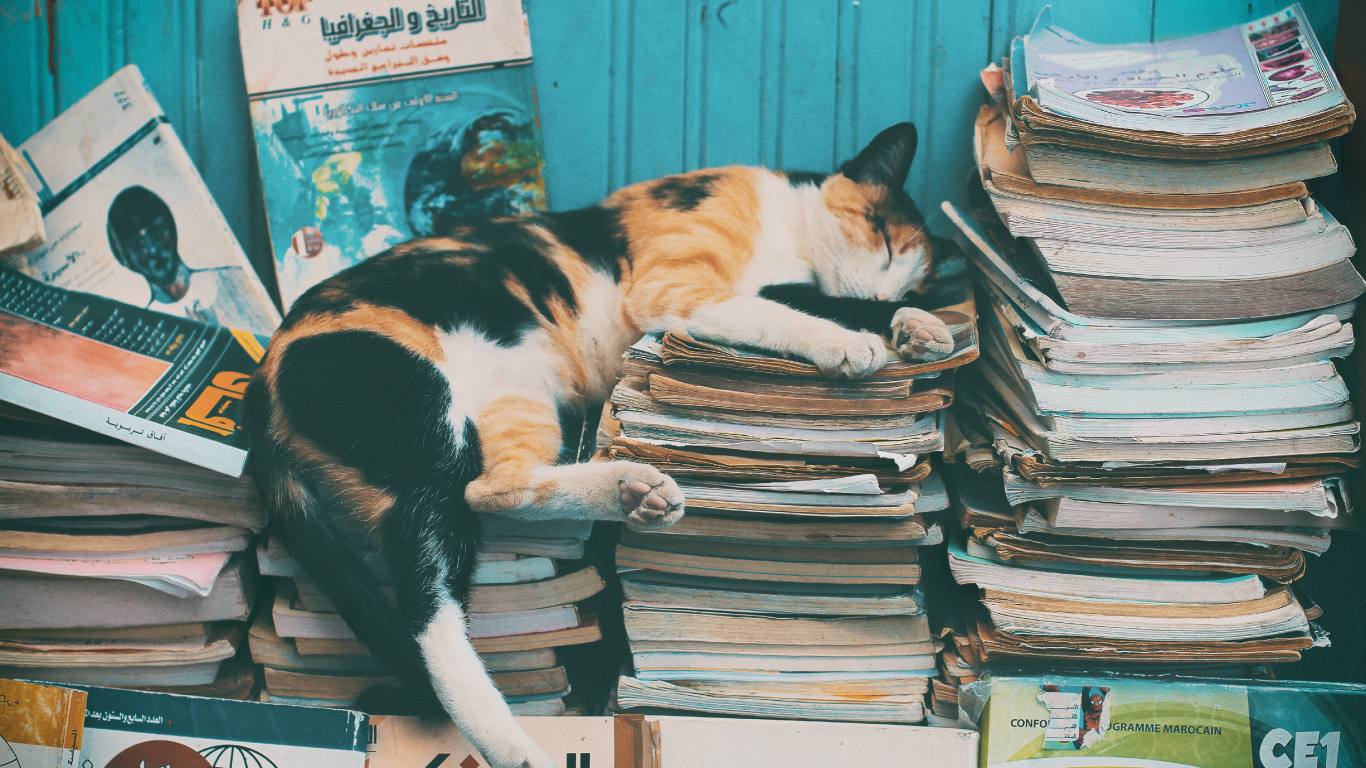 Calico Cat on Books on Table. Wallpaper in 1366x768 Resolution