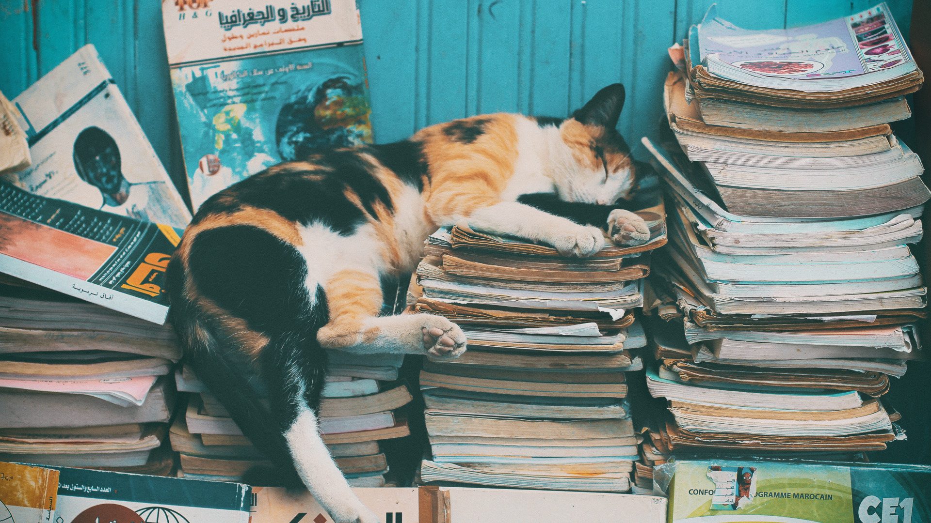 Calico Cat on Books on Table. Wallpaper in 1920x1080 Resolution