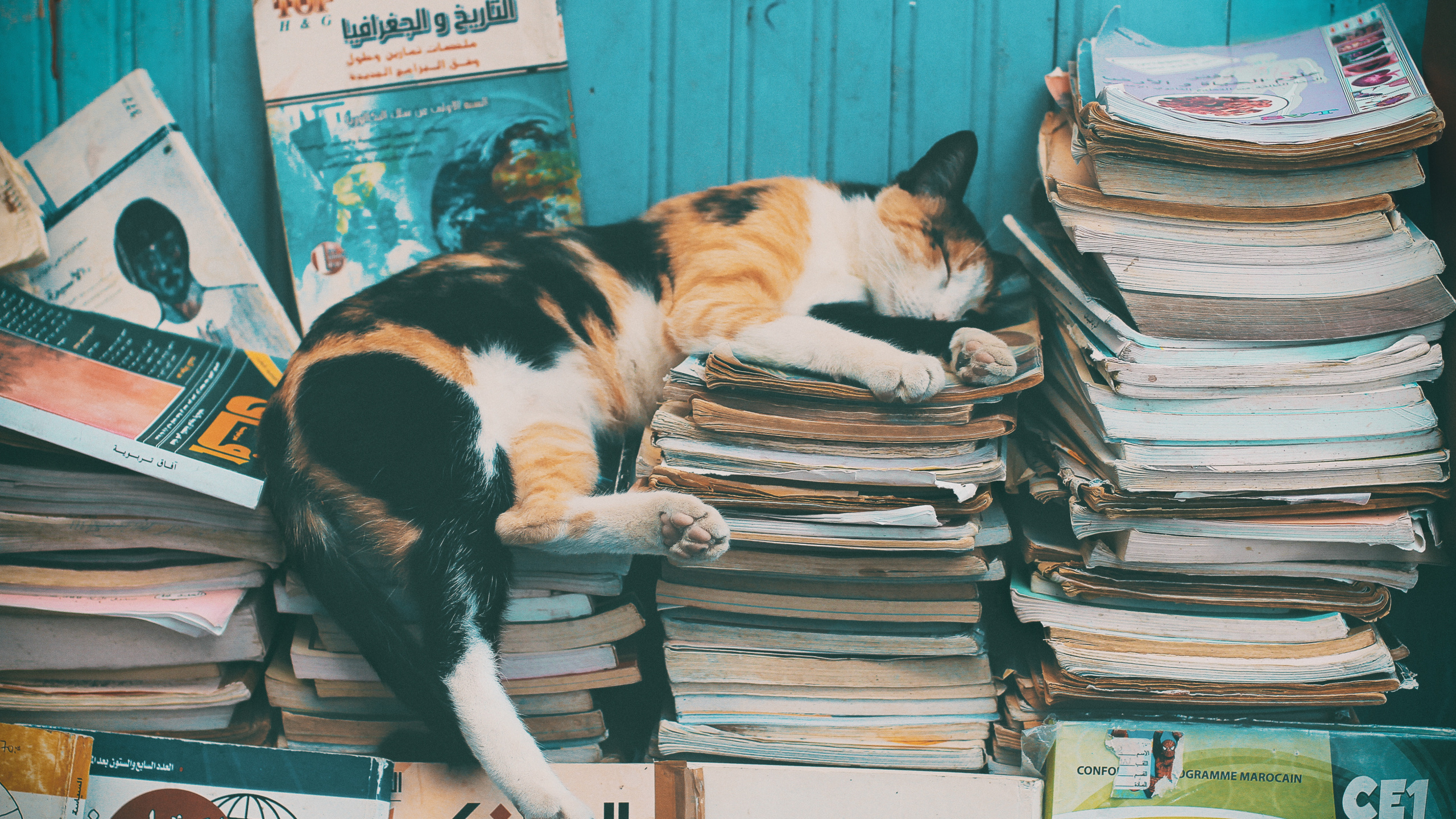 Calico Cat on Books on Table. Wallpaper in 2560x1440 Resolution