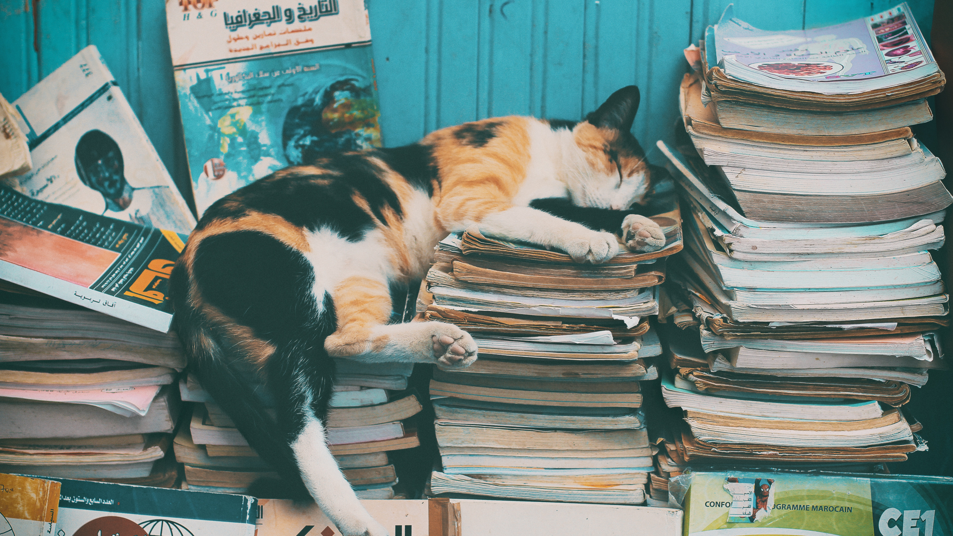 Calico Cat on Books on Table. Wallpaper in 3840x2160 Resolution
