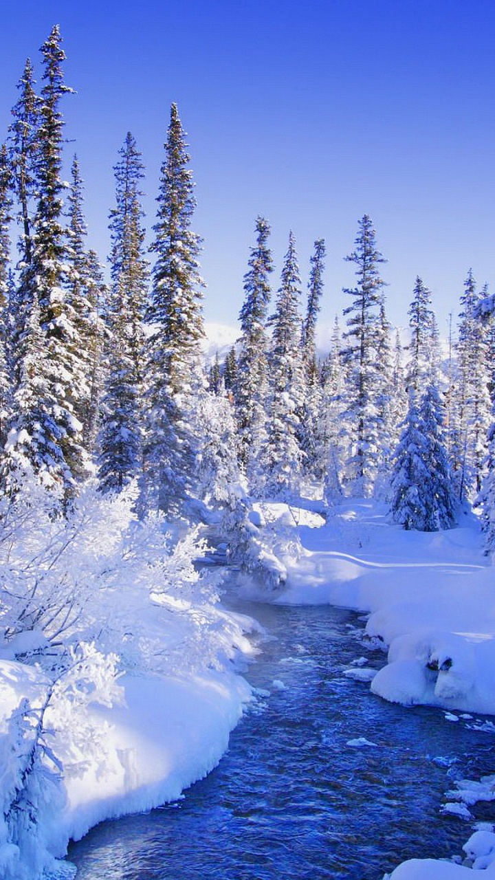 Snow Covered Trees and Ground During Daytime. Wallpaper in 720x1280 Resolution