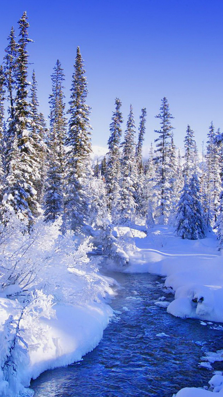 Snow Covered Trees and Ground During Daytime. Wallpaper in 750x1334 Resolution