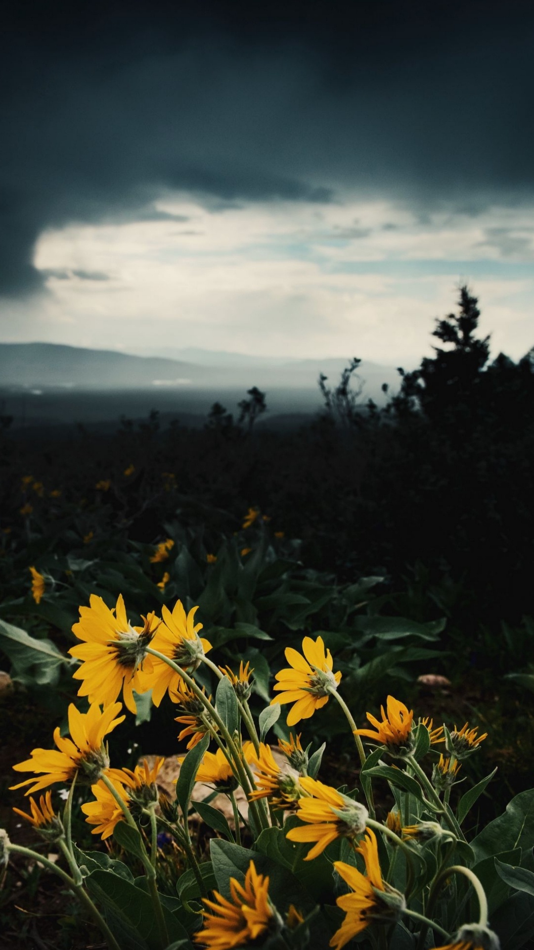 Wildflower, Cloud, Pflanzen-Gemeinschaft, Blütenblatt, Natur. Wallpaper in 1080x1920 Resolution