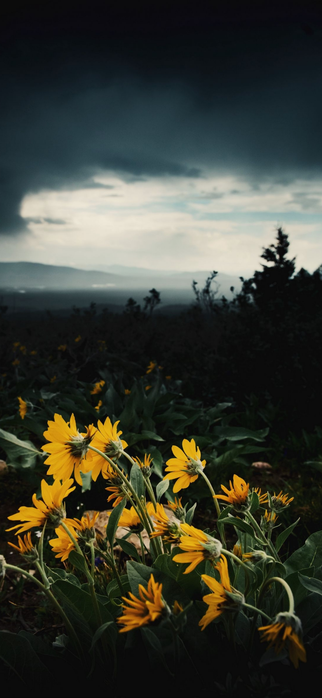 1000+ Wildflower Pictures | Download Free Images on Unsplash