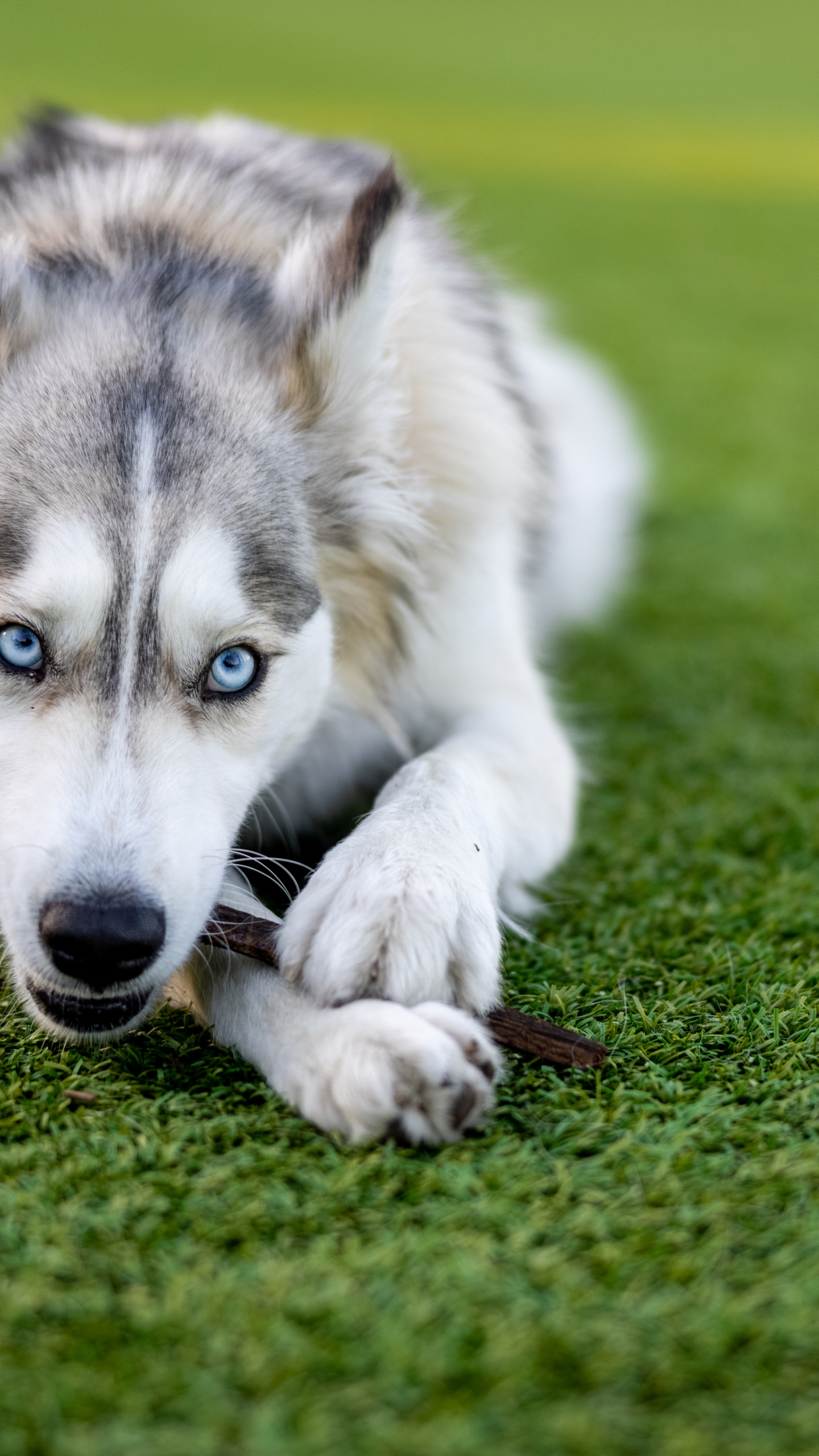 Husky, Husky Sibérien, Chiot, Great Dane, Carnivores. Wallpaper in 1440x2560 Resolution