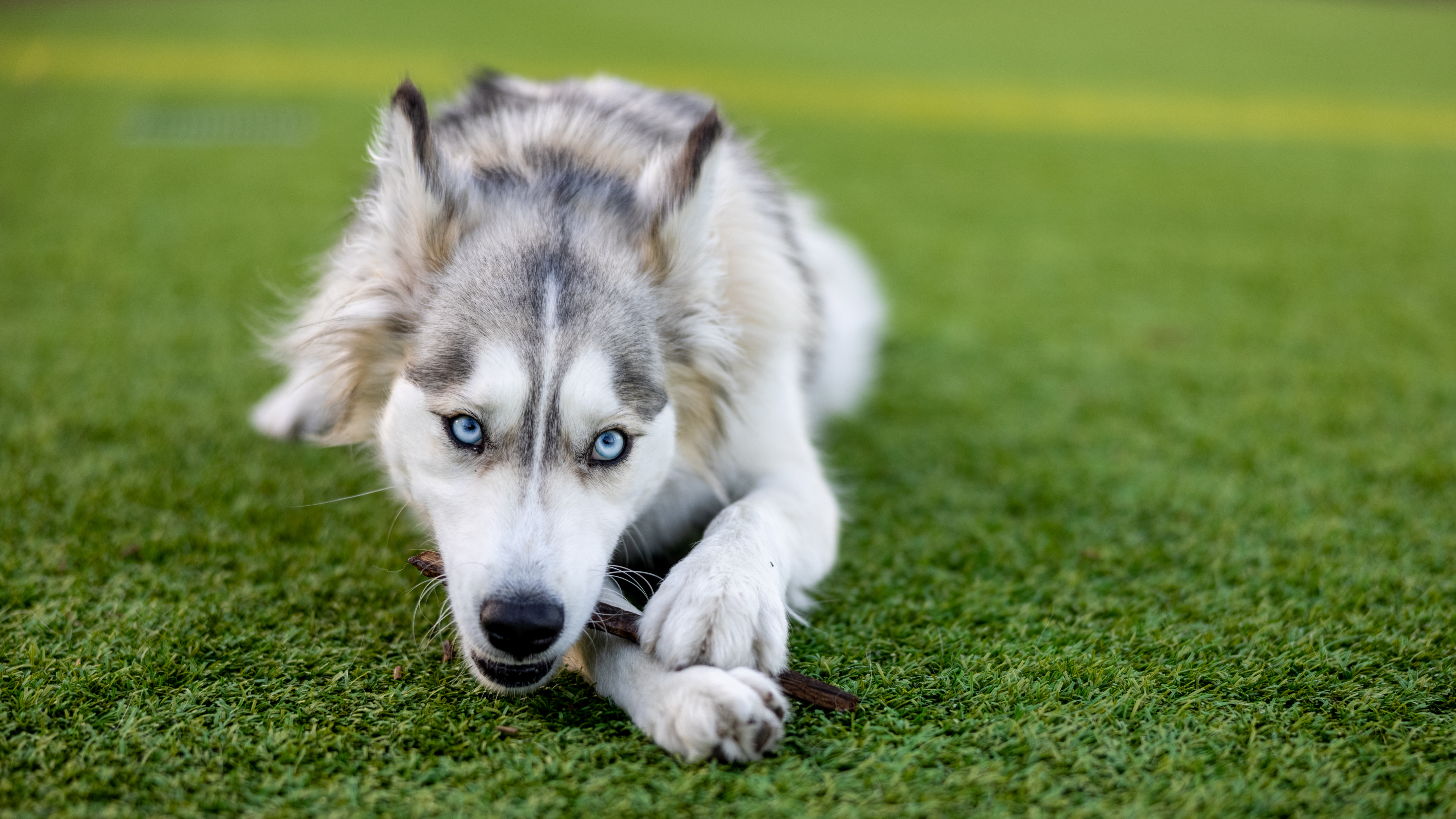 Husky, Husky Sibérien, Chiot, Great Dane, Carnivores. Wallpaper in 3840x2160 Resolution