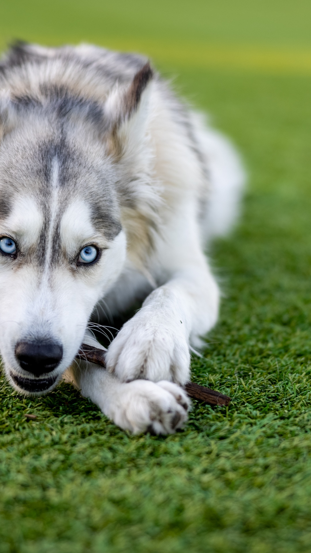 Husky, Siberian Husky, Puppy, Eye, Great Dane. Wallpaper in 1080x1920 Resolution