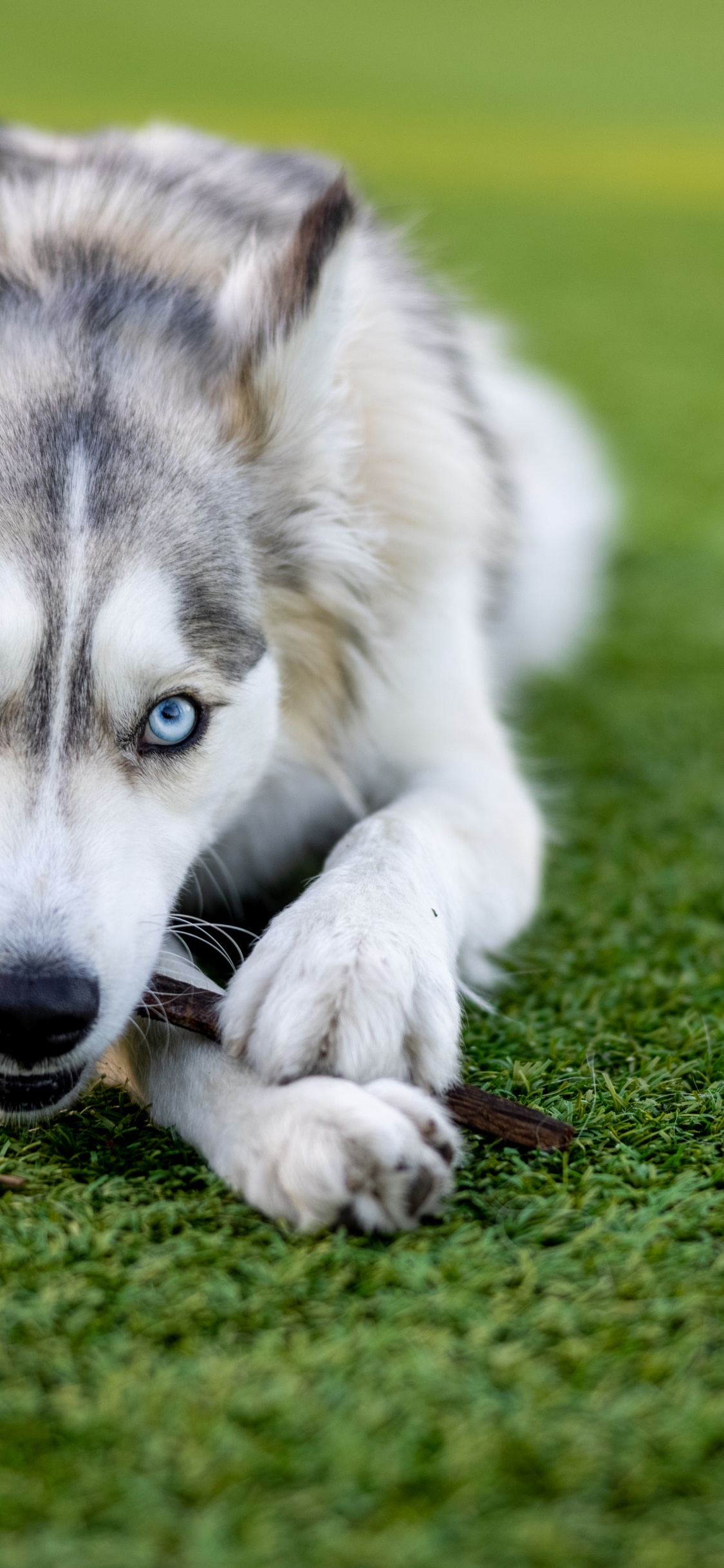 Husky, Siberian Husky, Puppy, Eye, Great Dane. Wallpaper in 1125x2436 Resolution