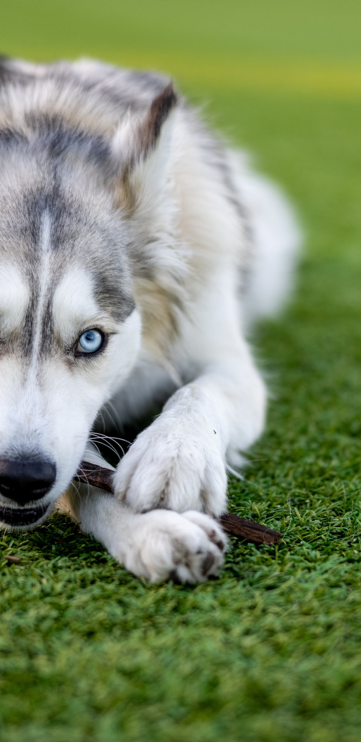 Husky, Siberian Husky, Puppy, Eye, Great Dane. Wallpaper in 1440x2960 Resolution