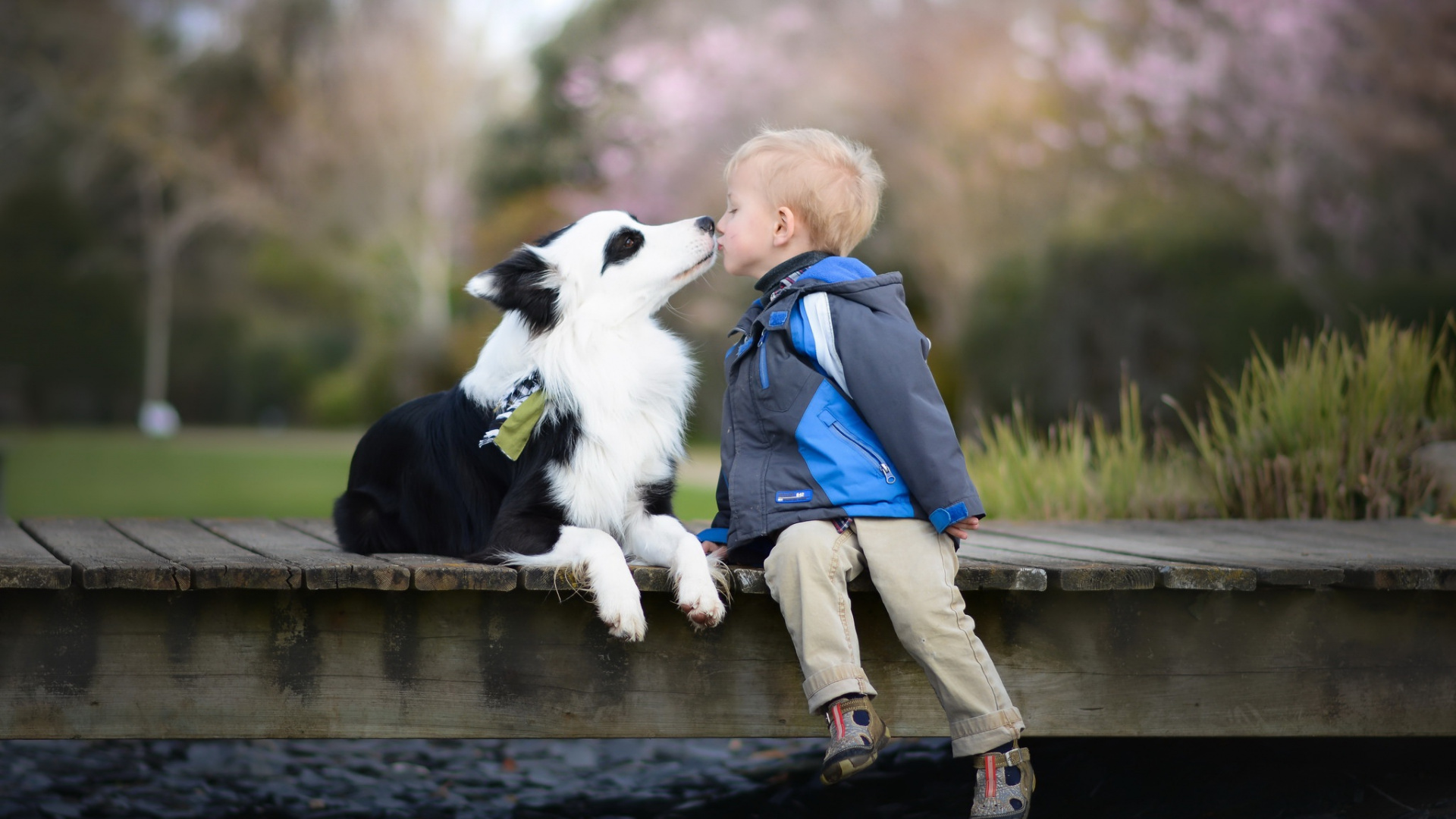 Race de Chien, Border Collie, Berger Australien, Bouvier Australien, Collie. Wallpaper in 1920x1080 Resolution